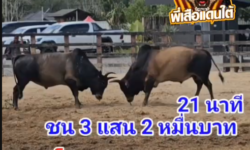 คลิปวัวชนย้อนหลัง ผลการชน ลังสาดลายศักยภาพ (ขนส่ง) VS โหนดมีทรัพย์สารพัดพิษ (หัวทอง)