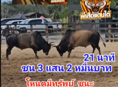 คลิปวัวชนย้อนหลัง ผลการชน ลังสาดลายศักยภาพ (ขนส่ง) VS โหนดมีทรัพย์สารพัดพิษ (หัวทอง)