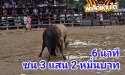 คลิปวัวชนย้อนหลัง ผลการชน โหนดลูกจอมทัพ (หัวโต)  VS ขาวพันพยัคฆ์ลูกนำชัย (อ้ายแหวง)