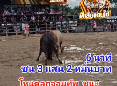 คลิปวัวชนย้อนหลัง ผลการชน โหนดลูกจอมทัพ (หัวโต)  VS ขาวพันพยัคฆ์ลูกนำชัย (อ้ายแหวง)