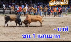 คลิปวัวชนย้อนหลัง ผลการชน  แดงงามเจ้าอารมณ์ (มีตังค์)  VS โหนดสายฟ้า (ไซอิ้ว)