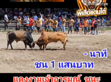 คลิปวัวชนย้อนหลัง ผลการชน  แดงงามเจ้าอารมณ์ (มีตังค์)  VS โหนดสายฟ้า (ไซอิ้ว)