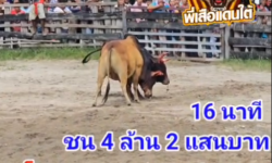 คลิปวัวชนย้อนหลัง ผลการชน ลังสาดซุปเปอร์จิ๋ว (ลูกเห็บ)  VS โหนดยุทธชัยมีทรัพย์ (เหล็กไหล)