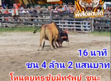 คลิปวัวชนย้อนหลัง ผลการชน ลังสาดซุปเปอร์จิ๋ว (ลูกเห็บ)  VS โหนดยุทธชัยมีทรัพย์ (เหล็กไหล)