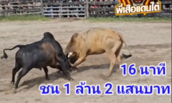 คลิปวัวชนย้อนหลัง ผลการชน โคขาวงามเพชรพยัคฆ์นำชัย(ถังเงิน) VS โคโหนดงามสองพี่น้องคนองศึก( โรนัลโด้)