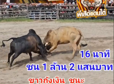 คลิปวัวชนย้อนหลัง ผลการชน โคขาวงามเพชรพยัคฆ์นำชัย(ถังเงิน) VS โคโหนดงามสองพี่น้องคนองศึก( โรนัลโด้)