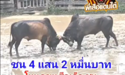 คลิปวัวชนย้อนหลัง ผลการชน โหนดขุนศึกเล็ก  VS ดุกด้างเข็มเพชร