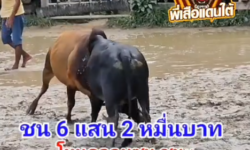 คลิปวัวชนย้อนหลัง ผลการชน ลังสาดอัศวินสิงห์พยัคฆ์ (จ้าวหูน้อย)  VS โหนดจอมชน