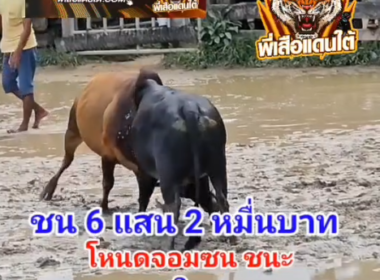 คลิปวัวชนย้อนหลัง ผลการชน ลังสาดอัศวินสิงห์พยัคฆ์ (จ้าวหูน้อย)  VS โหนดจอมชน