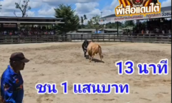 คลิปวัวชนย้อนหลัง ผลการชน ขาวงามนำทรัพย์ (อ้ายหัวมัน)  VS ดุกด้างปานเทพ