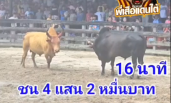 คลิปวัวชนย้อนหลัง ผลการชน ขาววรกฤต (ไอ้เสือฝ้าย) VS ดุกด้างหงส์ประกายแก้ว