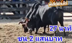 คลิปวัวชนย้อนหลัง ผลการชน ดุกด้างท้องลายเทพฤทธิ์ (ดอกเกาะปุด)  VS ดุกด้างปานเพชร (ปานเทพ)