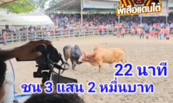 คลิปวัวชนย้อนหลัง ผลการชน แดงงามพิกุลทองดาราน้ำรอบ (ดอกเบี้ย)  VS โหนดคมพยัคฆ์พิทักษ์นำชัย