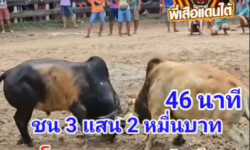 คลิปวัวชนย้อนหลัง ผลการชน โหนดงามแสนพยัคฆ์เพชรภูผา (มนุษย์หิน) VS ลังสาดลูกสิงห์ราชยอดพิชิตชัย (ท่านขุน)