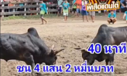 คลิปวัวชนย้อนหลัง ผลการชน ดุกด้างเพชรนรสิงห์ (แรมโบ้)  VS โหนดยอดวิชา (รถถัง)