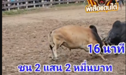 คลิปวัวชนย้อนหลัง ผลการชน ลังสาดงามสามอำเภอ (ศรีไพร)  VS ดุกด้างแซมเพชรท่าเสริม (อ้ายหมาดำ)