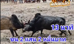 คลิปวัวชนย้อนหลัง ผลการชนโหนดมังกรทอง ทายาทบุญมี (อ้ายโหนด)  VS ดุกด้างงามประกายเพชรยอดมงคลชัย (อ้ายบางรัก)