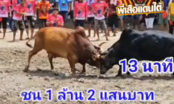 คลิปวัวชนย้อนหลัง ผลการชน นิลงามเพชรนำชัย (ไอ้มืด)  VS แดงงามสิงห์โตทอง