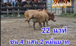 คลิปวัวชนย้อนหลัง ผลการชน ขาวงามเพชรทองพลอย (ท่านขาว)  VS ลังสาดราชสีห์ทวีทรัพย์ (999)