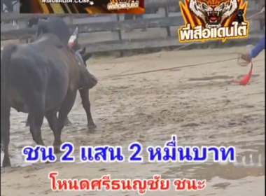 คลิปวัวชนย้อนหลัง ผลการชน โหนดโพธิ์ดำพิชิตชัยเพชรภูผา (ไอ้โพธิ์ดำ)  VS โหนดศรีธนญชัย (ลูกควาย)