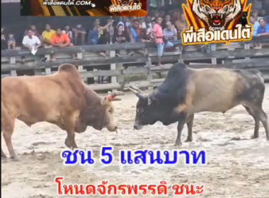 คลิปวัวชนย้อนหลัง ผลการชน ขาวงามยอดอัจฉริยะ (หน้าชี)  VS โหนดจักรพรรดิ (อ้ายเปี๊ยก)