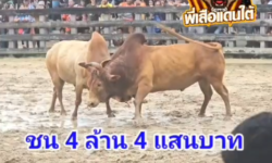 คลิปวัวชนย้อนหลัง ผลการชน แดงเพชรพระอุมา (สุดเทพ)  VS ลายงามสามกษัตริย์ (อ้ายโปเช้)