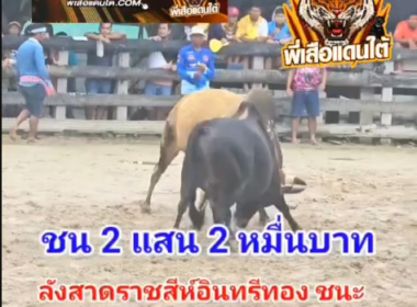 คลิปวัวชนย้อนหลัง ผลการชน ลังสาดราชสีห์อินทรีย์ทอง (มาเฟ 20)  VS โหนดงามสายฟ้าลีลายุทธ (หัวครก)