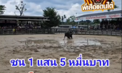 คลิปวัวชนย้อนหลัง ผลการชน โหนดลูกเพชรโคบาล (คุณปลา ภาค3)  VS โหนดคุระบุรี