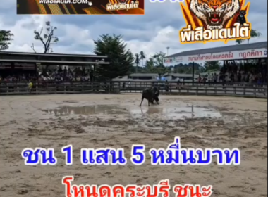 คลิปวัวชนย้อนหลัง ผลการชน โหนดลูกเพชรโคบาล (คุณปลา ภาค3)  VS โหนดคุระบุรี