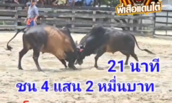 คลิปวัวชนย้อนหลัง ผลการชน โหนดหลังขาวบารมีเงินทองแท้ (อ้ายมีบุญ) VS โหนดทอร์นาโด (เรือดำน้ำ)