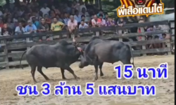 คลิปวัวชนย้อนหลัง ผลการชน ดุกด้างลำน้ำมูลเล็ก (ลูกโหนด)  VS ดุกด้างฟ้าพยัคฆ์ (หัวถั่ว)