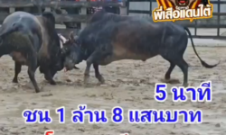 คลิปวัวชนย้อนหลัง ผลการชน คู่ที่ 7  โหนดนำทรัพย์ (อ้ายเสาร์)  VS โหนดแสนปัญญาพิทักษ์ชัย (รถไฟ)