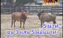 คลิปวัวชนย้อนหลัง ผลการชน ลังสาดยอดนำชัย (อ้ายทิง)  VS ลังสาดยอดดาราชัย (ต้นกล้า)