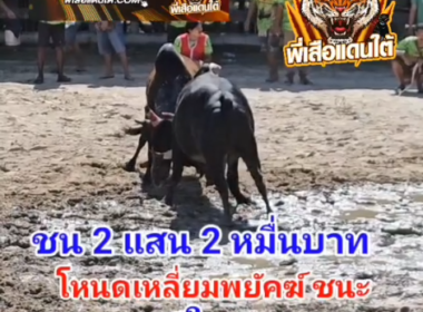 คลิปวัวชนย้อนหลัง ผลการชน โหนดหลังขาวซอทวีทรัพย์ (อ้ายซอ)  VS โหนดเหลี่ยมพยัคฆ์