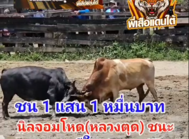 คลิปวัวชนย้อนหลัง ผลการชน ลายขอที  VS นิลจอมโหด (หลวงตุด)