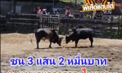 คลิปวัวชนย้อนหลัง ผลการชน นิลแซมธนาคารกรุงไทย (ลูกไทเกอร์)  VS ลายของแท้