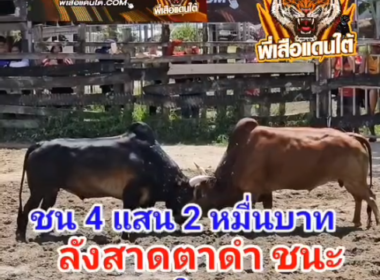 คลิปวัวชนย้อนหลัง ผลการชน โหนดสุดรักพิทักษ์นำชัย (ไอ้สั่งเก็บ)  VS ลังสาดงามจอมปราสาท (อ้ายตาดำ)