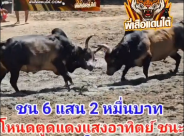 คลิปวัวชนย้อนหลัง ผลการชน โหนดตูดแดงแสงอาทิตย์ลูกกองทัพไทย  VS โหนดพูลทรัพย์นักล่าเหนือพยัคฆ์ (มาโชว์)