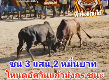 คลิปวัวชนย้อนหลัง ผลการชน ลังสาดอินทรีย์ทอง (แมงสาป) VS โหนดอัศวินแก้วมังกร (เพชรโคราช)