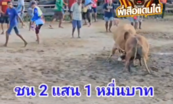 คลิปวัวชนย้อนหลัง ผลการชน ลังสาดยอดเหล็กเพชร (อ้ายคราง) VS ขาวงามบารมียอดมีชัย (ขุนแผน)