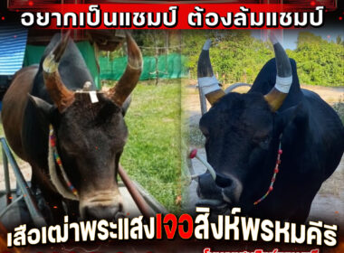 วัวชน ศึกสดบดเก๋า “โหนดแสนสิงห์จอมราวี(อังเอิญ)” เจอ “โหนดฟ้าวันใหม่สิงห์เขาค่าย(หมูกขาว)” ณ สนามนาทราย ตุลาคม 2567