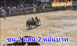 คลิปวัวชนย้อนหลัง ผลการชน โหนดขุนศึกยอดพิชิตชัย (ขุนศึก)   VS  ลังสาดเหลี่ยมเพชร (รถถัง)