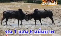 คลิปวัวชนย้อนหลัง ผลการชน โหนดเพชฌฆาตทายาทน้องเดียว (ป.เปีย)   VS  โหนดเพชรหลังขาวเพชรแสนเหลี่ยมยอดมีชัย (สุดแสบ)