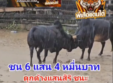 คลิปวัวชนย้อนหลัง ผลการชน โหนดหลังขาวมหาดไทย (หลังขาวเก้าหน้า)  VS  ดุกด้างแสนสิริ