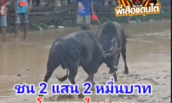 คลิปวัวชนย้อนหลัง ผลการชน โหนดเขาใหญ่ยอดนำทรัพย์ (อ้ายศุกร์) VS  โหนดเลิฟกับออย