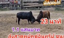 คลิปวัวชนย้อนหลัง ผลการชน นิลงามเจริญทอง (น้องใหม่) )  VS ลังสาดงามพยัคฆ์อินทรีย์ (นักร้อง)