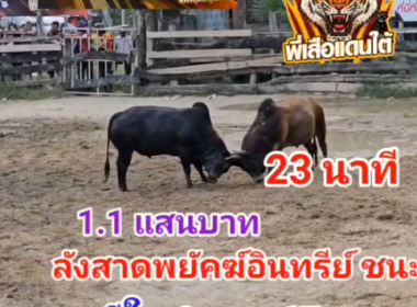 คลิปวัวชนย้อนหลัง ผลการชน นิลงามเจริญทอง (น้องใหม่) )  VS ลังสาดงามพยัคฆ์อินทรีย์ (นักร้อง)