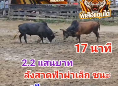 คลิปวัวชนย้อนหลัง ผลการชน ลังสาดฟ้าผ่าเล็ก VS โหนดอัศวินร้อยลีลาราชาทรัพย์ (อ้ายดอก)