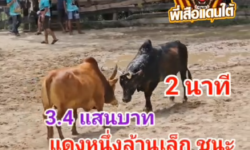 คลิปวัวชนย้อนหลัง ผลการชน โหนดงามหนุมารชูตะวัน (เจ้าร้อยเล่ห์) VS แดงหนึ่งล้านเล็ก (อ้ายปั้ม)