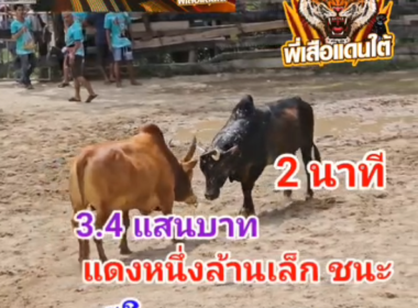 คลิปวัวชนย้อนหลัง ผลการชน โหนดงามหนุมารชูตะวัน (เจ้าร้อยเล่ห์) VS แดงหนึ่งล้านเล็ก (อ้ายปั้ม)